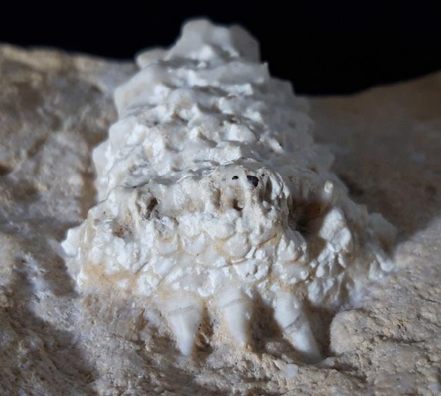 Teleiocrinus rudis (HALL 1859) - Bild &copy; FossNet FossilienStore